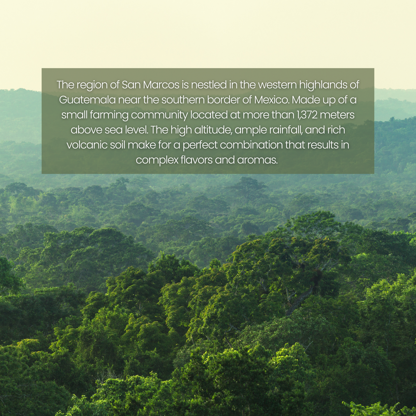 Caffé Monte | Origin San Marcos